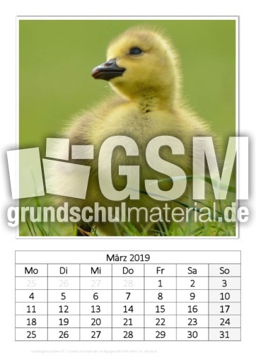 März_Kanadagänseküken.pdf